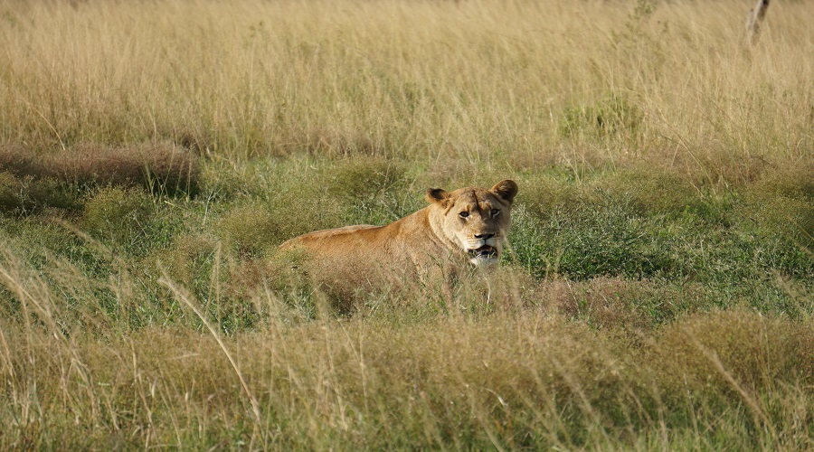 Explore Affordable Luxury Tanzania Safari Packages